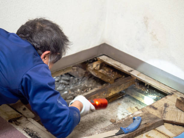 Best Mold Remediation Experts  in Orange, OH