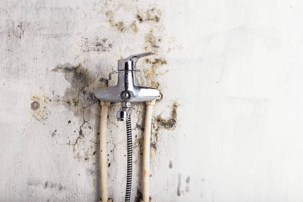 Best Professional Mold Removal  in Orange, OH