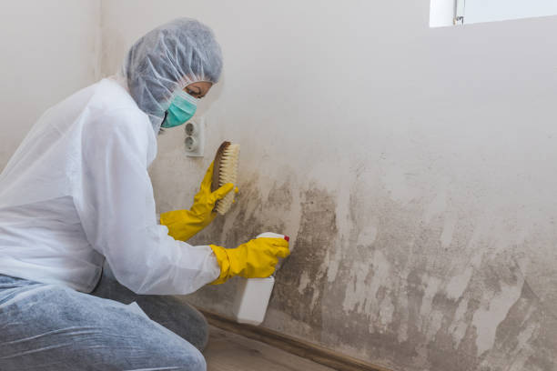 Best Mold Remediation Experts  in Orange, OH
