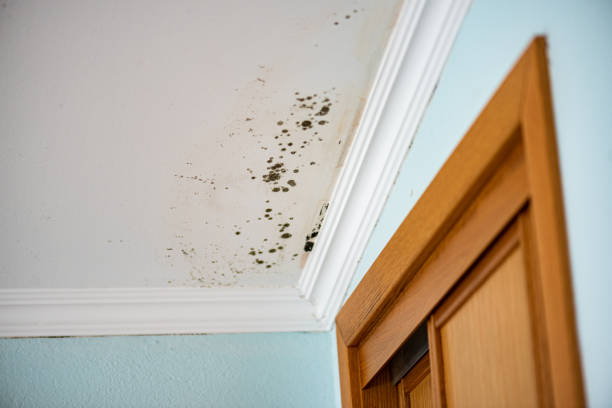Best Emergency Mold Removal  in Orange, OH