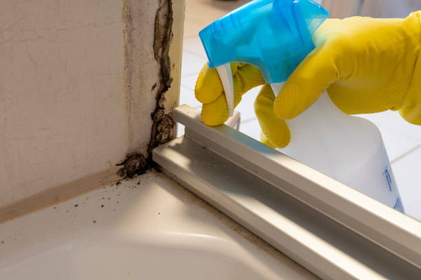 Best Mold Damage Repair  in Orange, OH