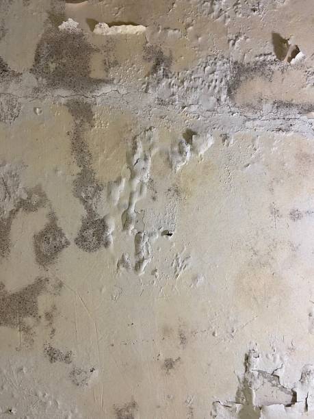 Mold Removal Process in Orange, OH