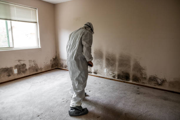 Best Mold Damage Repair  in Orange, OH