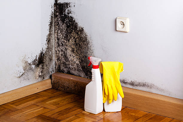 Best Mold Cleaning Services  in Orange, OH