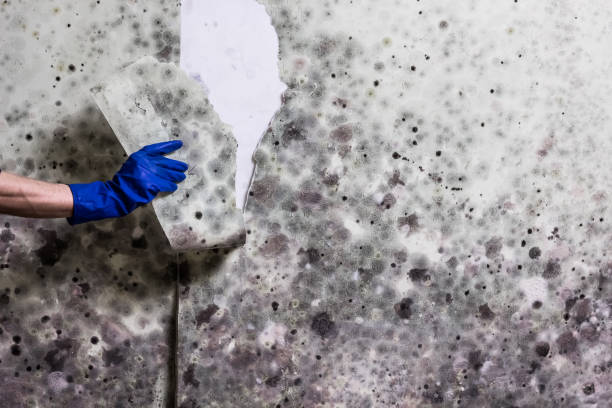 Best Certified Mold Removal  in Orange, OH
