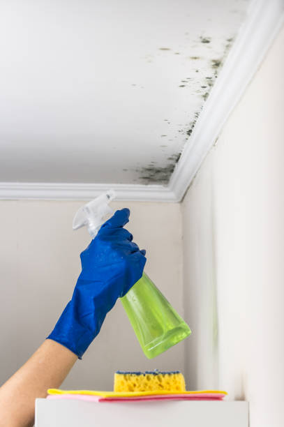 Best Black Mold Removal  in Orange, OH